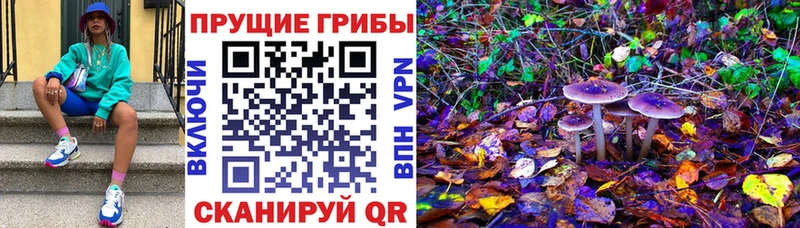 Псилоцибиновые грибы Psilocybine cubensis  Дзержинск 